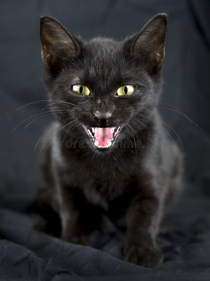 Scary black cat