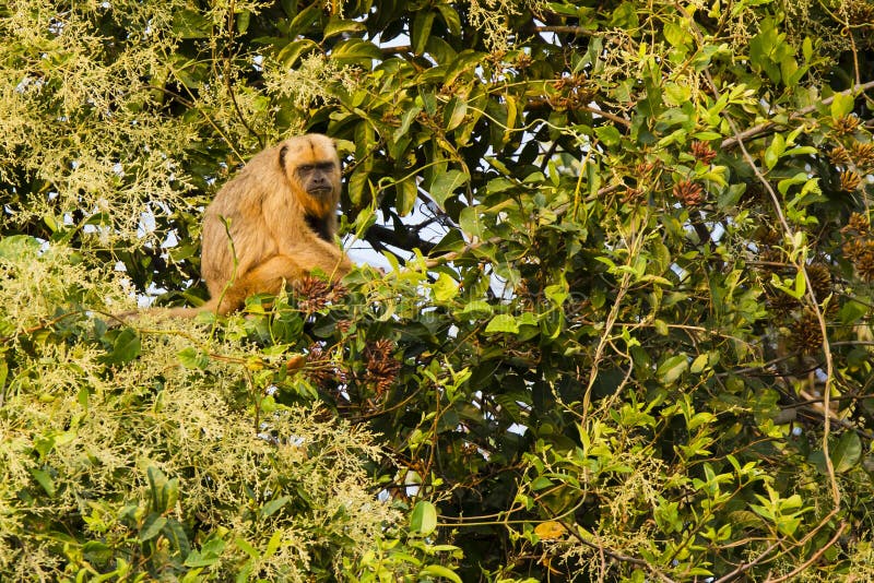 805 Buff Colored Photos Free Royalty Free Stock Photos From Dreamstime