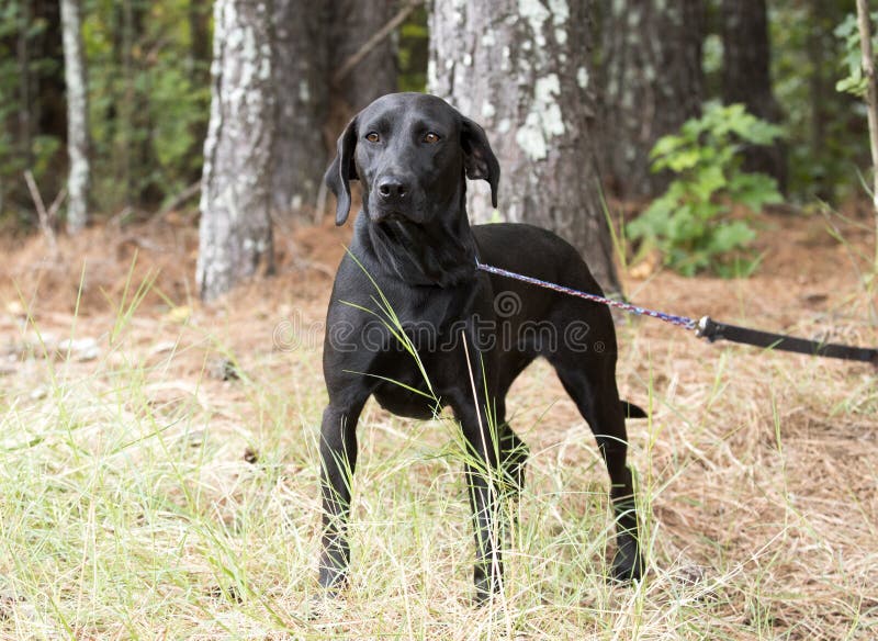 Black Labrador Retreiver dog outside on leash royalty free stock images Black Labrador Retreiver dog outside on leash royalty free stock images