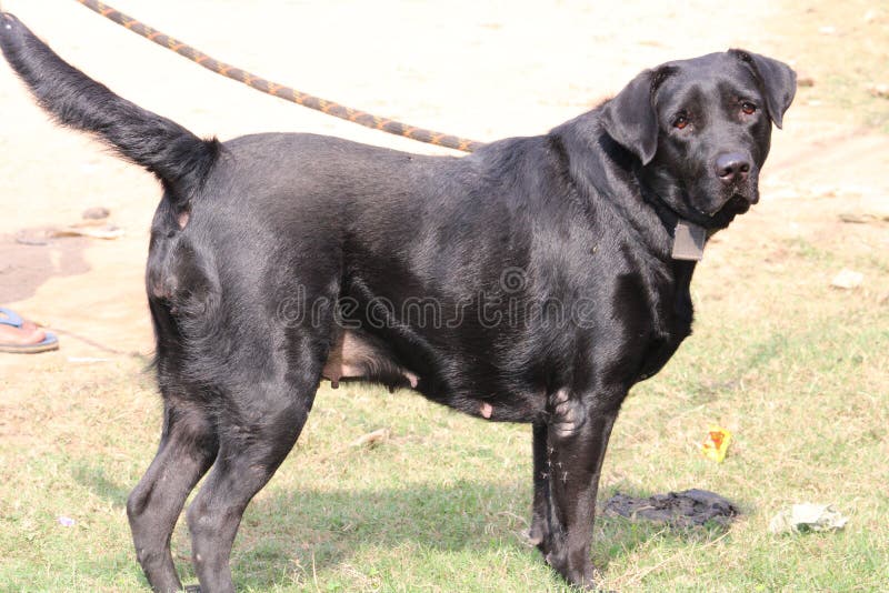 Black Lab Chocolate Lab Retriever Shirt For Women & Girls Black Lab Chocolate Lab Retriever Shirt For Women & Girls