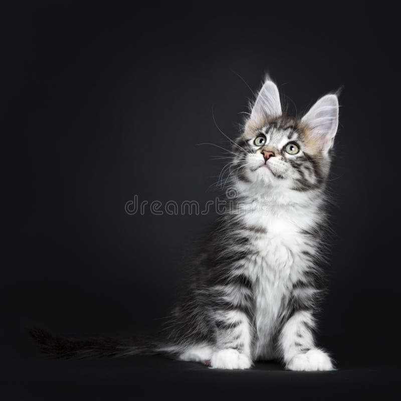 Silver Tabby Maine Coon Sitting and Looking Up Stock Photo - Image of  feline, background: 108821712