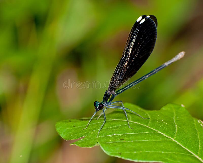 Female Blackwinged Damselfly Stock Photo Image of delicate