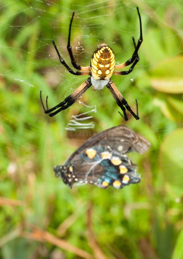 Female Black-and-yellow Argiope spider stock photo