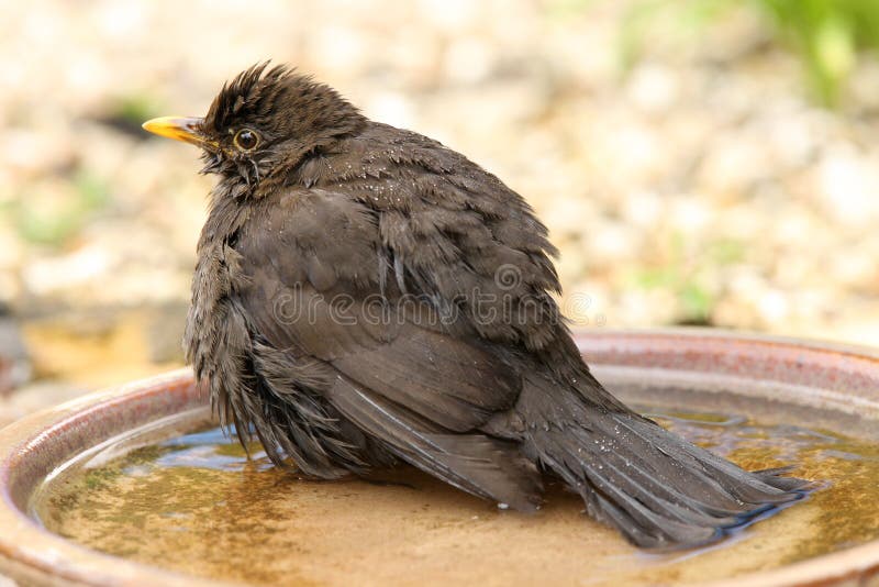 Female Blackbird