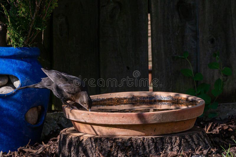 Female Blackbird Drinking from a Bird Bath Stock Image - Image of ...
