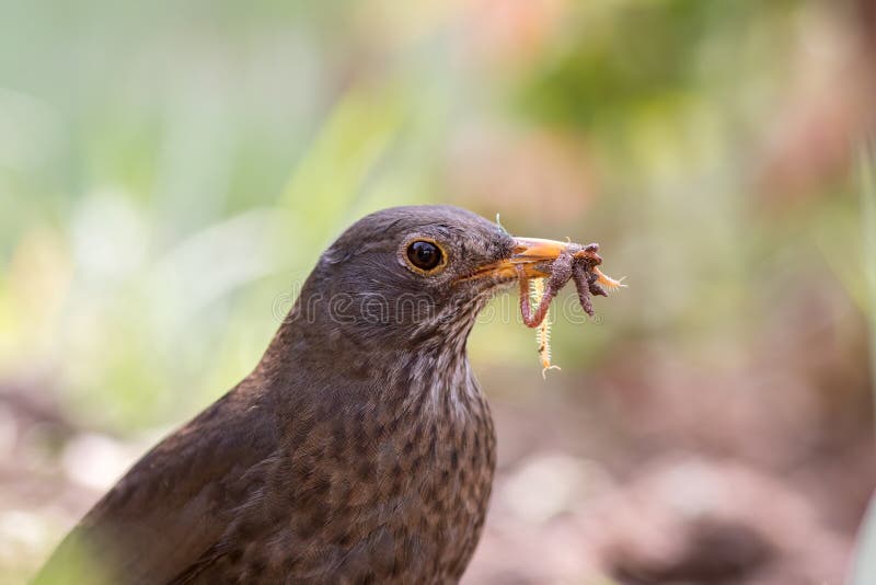 Female blackbird. Garden bird with beak full of insects