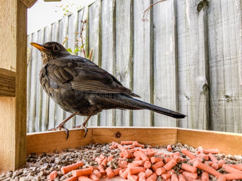 Female blackbird Turdus merula perched on the edge of a bird table with food pellets