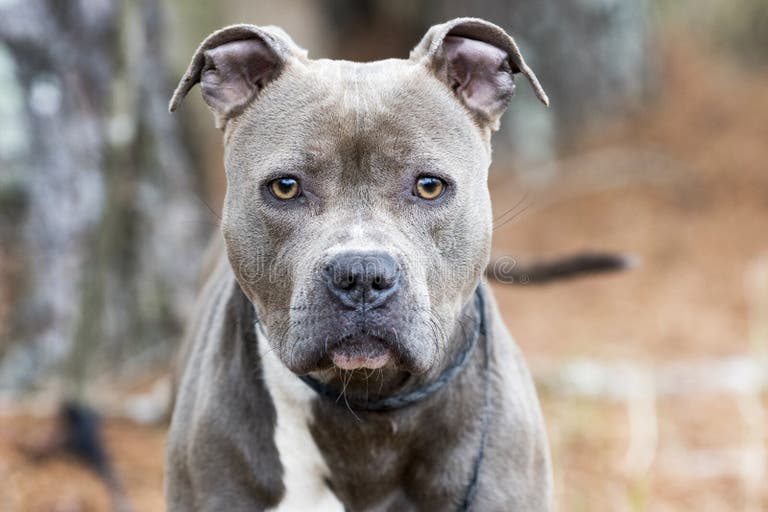 274 Female Blue Nose Pitbull Stock Photos Free Royalty Free Stock 274 Female Blue Nose Pitbull Stock Photos Free Royalty Free Stock