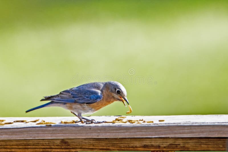 A female Bluebird is feeding on dried mealworms.
