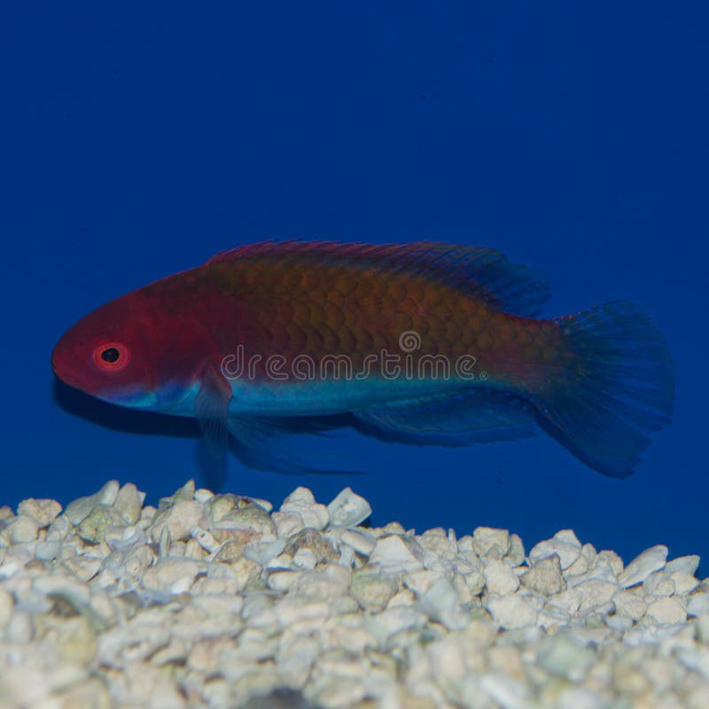 The Bluehead Fairy Wrasse is also known as the Blue Scaled Fairy Wrasse, Yellow Flanked Fairy Wrasse, Purplehead Parrot Wrasse, or the Blue Sided Fairy Wrasse. This species varies in coloration considerably ranging from a red and blue coloration, to a deep maroon and deep blue coloration. More often than not this species will have a pale underside. The Bluehead wrasse and the Yellow Flanked Wrasse Cirrhilabrus lyukyuensis have been commonly mistaken for each other for some time in the science of ichthyology. Hiroyuki Tanaka, a leading authority on Cirrhilabrus spp, tends to believe that these two fish are synonymous with one another, and differ only in coloration based on their exact locale. Cirrhilabrus lyukyuensis normally has a distinctive yellow to orange patch just behind the pectoral fins. Please expect variations in coloration with these fish, as the intensity of coloration and patterns may also vary with the location of their natural habitat, their age, and their mood. The Bluehead Fairy Wrasse is also known as the Blue Scaled Fairy Wrasse, Yellow Flanked Fairy Wrasse, Purplehead Parrot Wrasse, or the Blue Sided Fairy Wrasse. This species varies in coloration considerably ranging from a red and blue coloration, to a deep maroon and deep blue coloration. More often than not this species will have a pale underside. The Bluehead wrasse and the Yellow Flanked Wrasse Cirrhilabrus lyukyuensis have been commonly mistaken for each other for some time in the science of ichthyology. Hiroyuki Tanaka, a leading authority on Cirrhilabrus spp, tends to believe that these two fish are synonymous with one another, and differ only in coloration based on their exact locale. Cirrhilabrus lyukyuensis normally has a distinctive yellow to orange patch just behind the pectoral fins. Please expect variations in coloration with these fish, as the intensity of coloration and patterns may also vary with the location of their natural habitat, their age, and their mood.