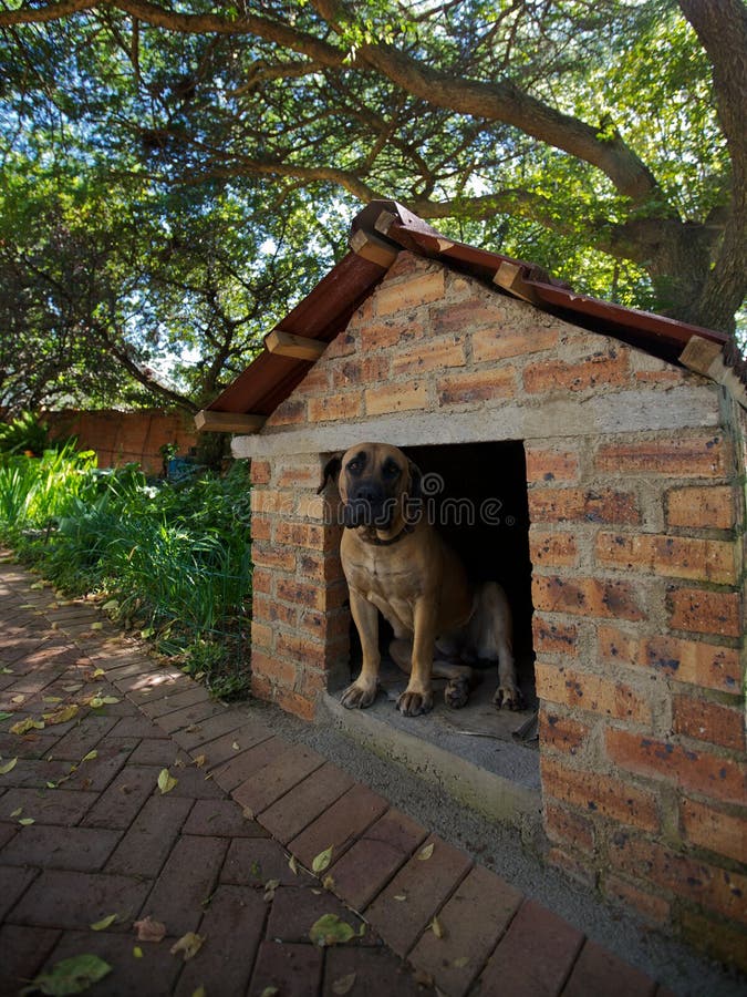 Female boerboel / boerbull dog sitting in her house in a garden. Female boerboel / boerbull dog sitting in her house in a garden