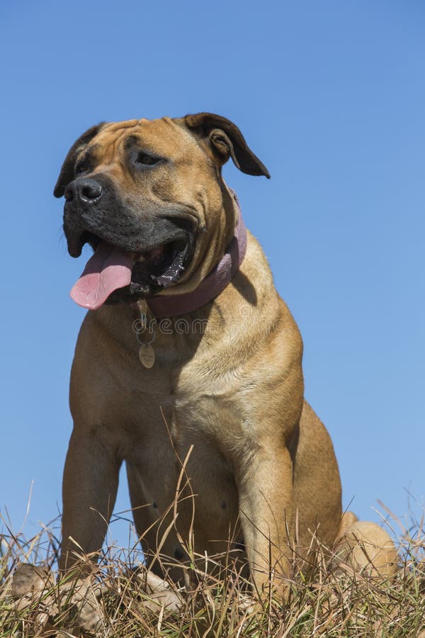 Borboel Boerboel Dog