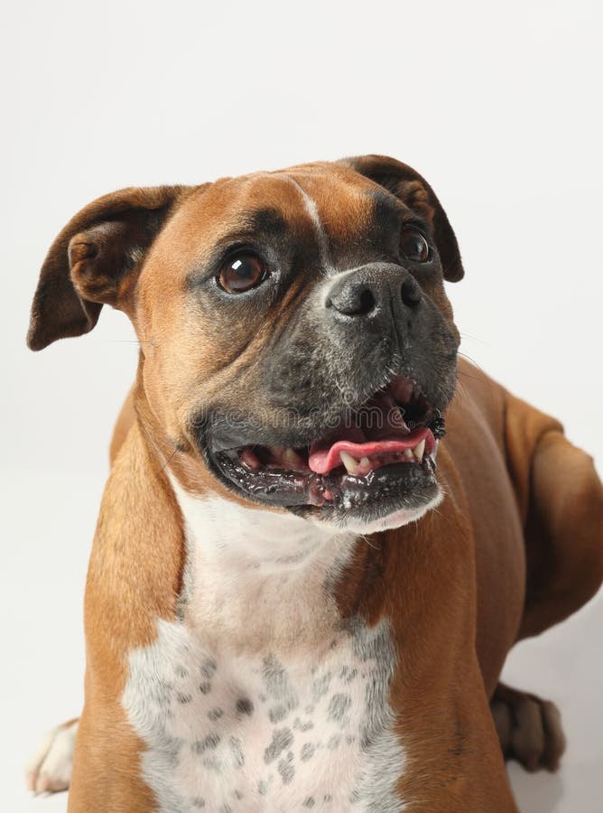 Female boxer canine stock photo. Image of bulldog, studio 13498426