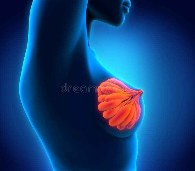 Female Chest Breast Anatomy And Physiology Structure Detailed Colorful  Diagram On A White Background Royalty Free SVG, Cliparts, Vectors, and  Stock Illustration. Image 108860857.