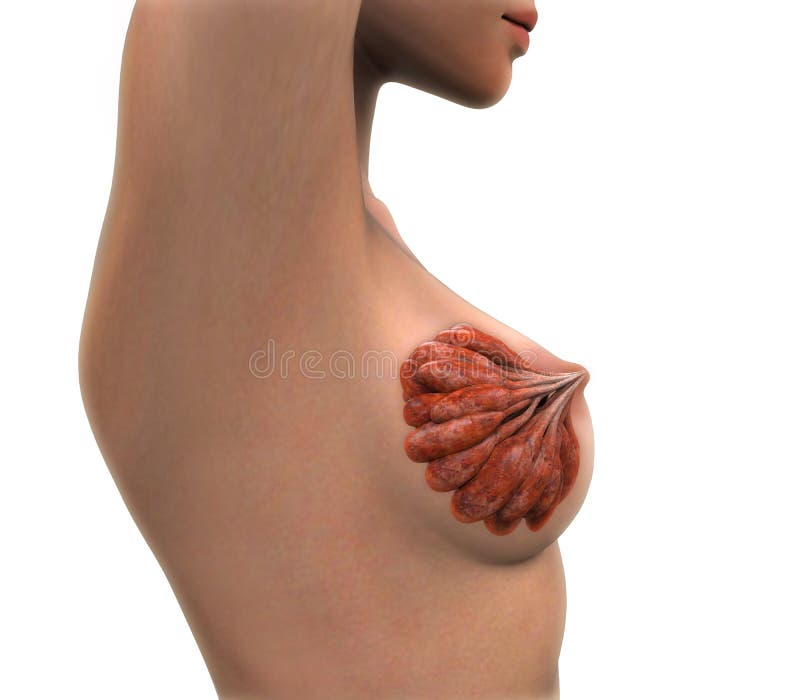 Female Breast Anatomy stock illustration. Illustration of hormone - 32786855