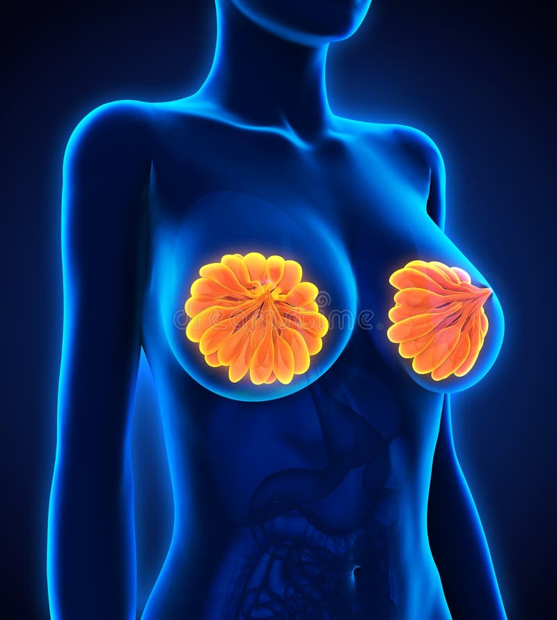 Female breast anatomy, illustration - Stock Image - F035/7299