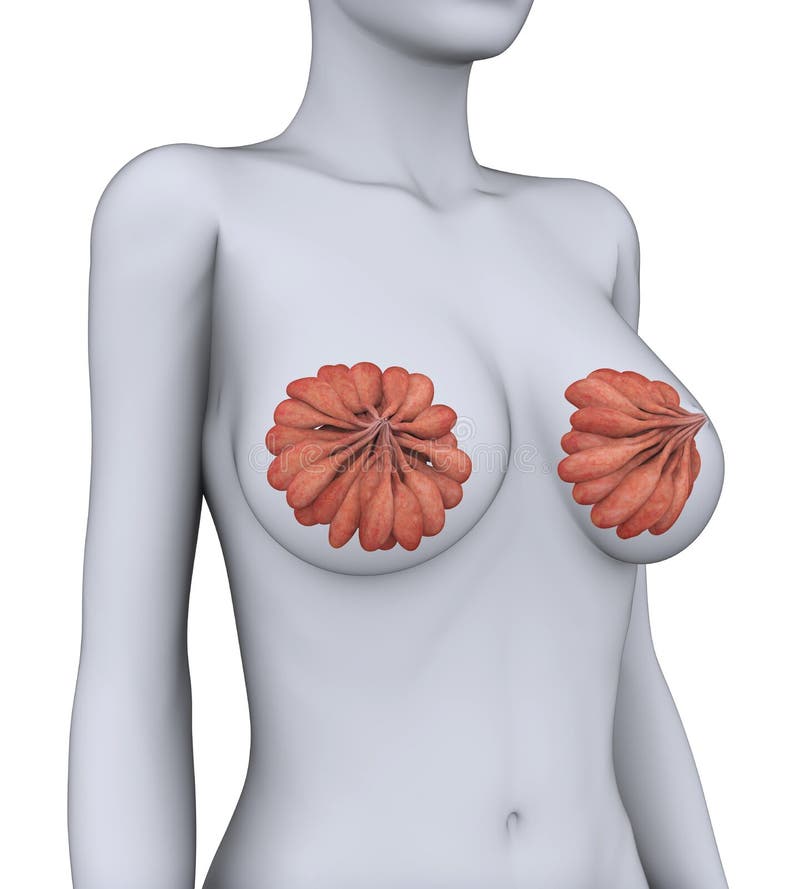 Breast anatomy, illustration - Stock Image - C039/2058 - Science