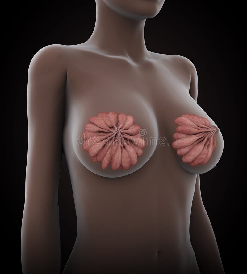 Female Breast Anatomy stock illustration. Illustration of care - 90864246