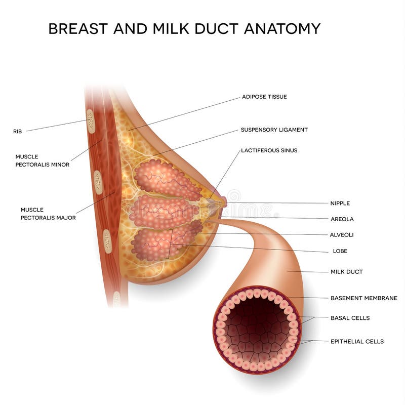 Vetor de Mammary gland. Vector illustration showing cross section of female  breast with the names of the constituent parts isolated on white  background. do Stock