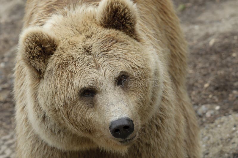 Female brown bear stock photo. Image of female, closeup 20177852
