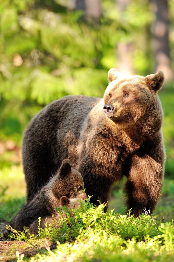 Female Brown Bear stock image. Image of predator, carnivora 28172411