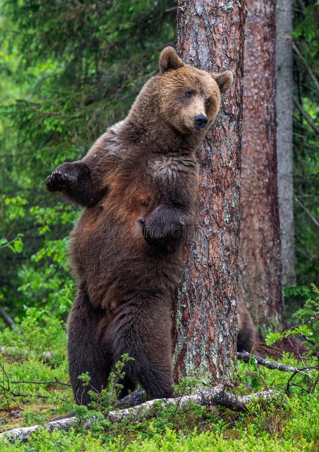 female-brown-bear-stands-its-hind-legs-tree-summer-forest-scientific-name-ursus-arctos-green-natural-background-158421414.jpg