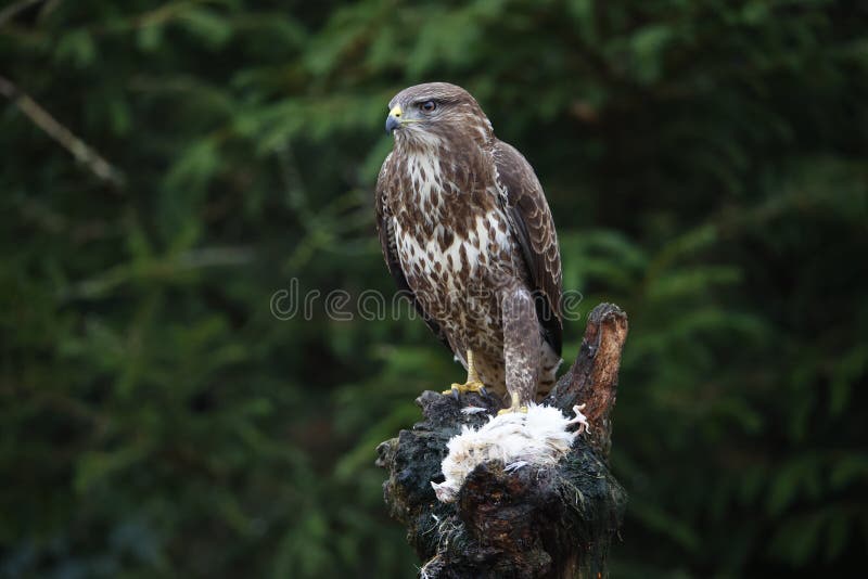 Female Buzzard at a Woodland Site Stock Image Image of hunting, prey
