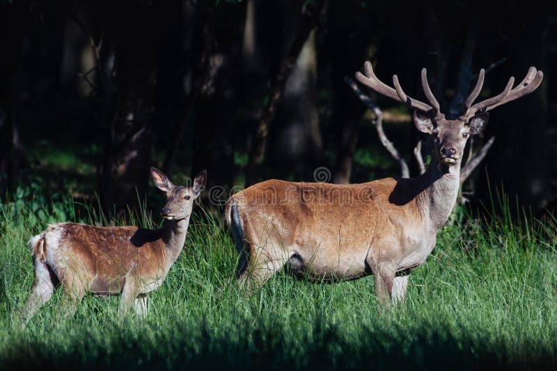 A Female And Calf Roe Deer Standing In A Forest Stock Photo Image Of