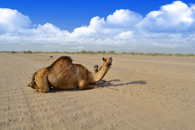 Female Camel from behind stock image. Image of curiosity 24977993