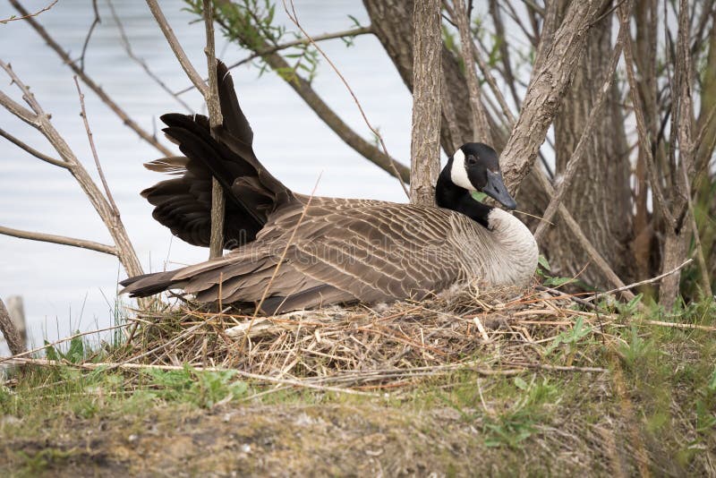 A female Canadian Goose sits on her nest with her wing awkwardly stuck on a branch. A female Canadian Goose sits on her nest with her wing awkwardly stuck on a branch.