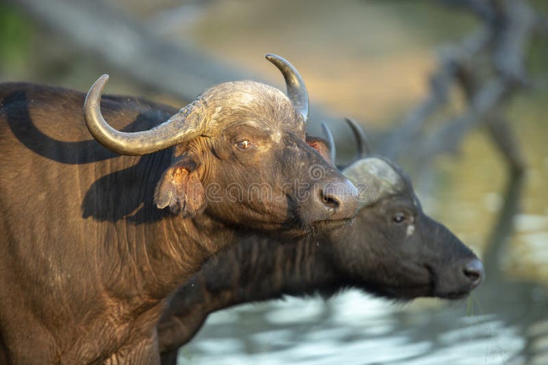 Resten stang Overgang 382 Female Cape Buffalo Photos - Free & Royalty-Free Stock Photos from  Dreamstime