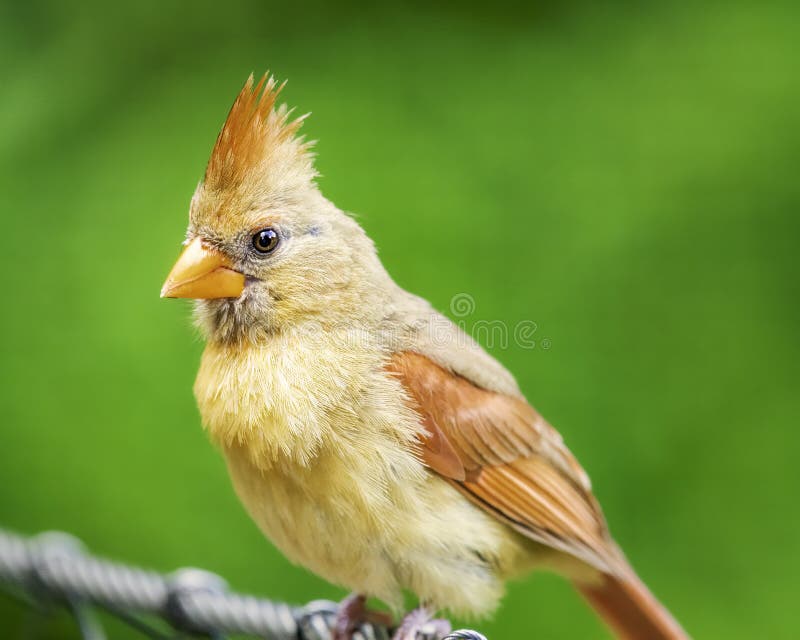 Female Cardinal Perched on Cable Stock Image Image of birds