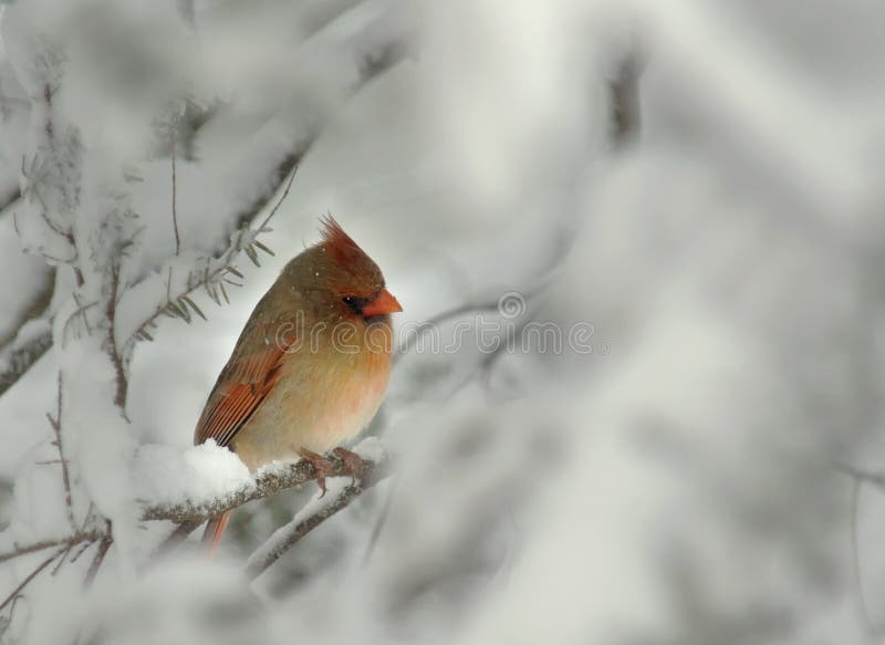 Female Cardinal in Winter Snow stock image Female Cardinal in Winter Snow stock image