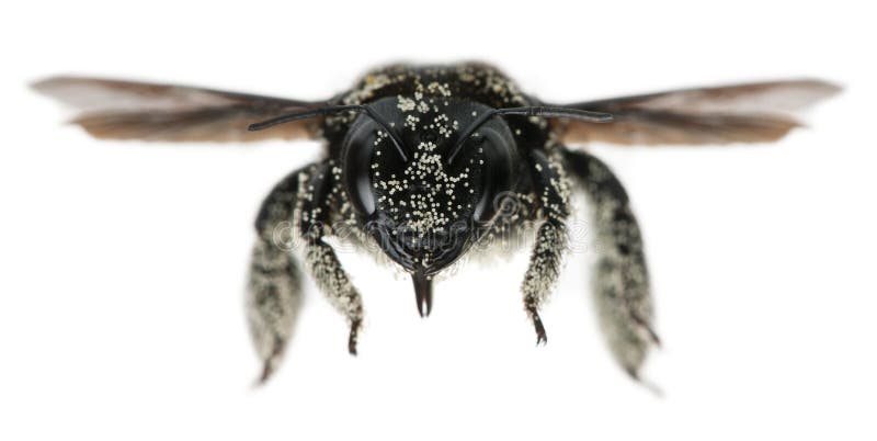 Female Carpenter bee covered with pollen grains