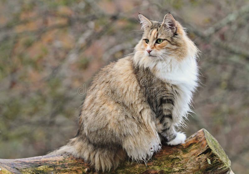 Female cat stock image. Image of norwegian, autumn, freeze 84367325