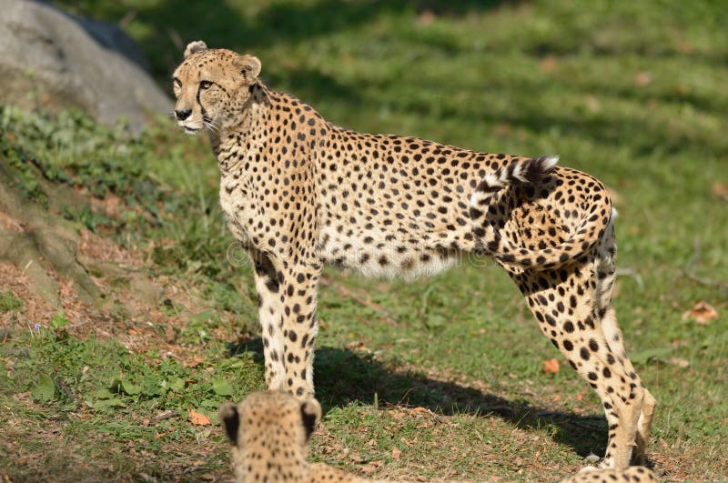 Female Cheetah stock photo. Image of animal, wildlife - 27649808