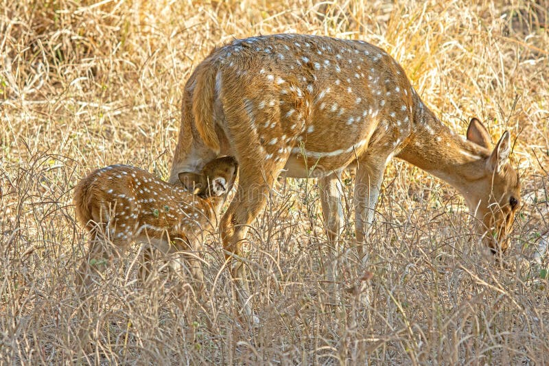 Spotted deer mother with fawn, Axis axis grazing and feeding in the forest of Ranthambhore, Rajasthan, india. Spotted deer mother with fawn, Axis axis grazing and feeding in the forest of Ranthambhore, Rajasthan, india