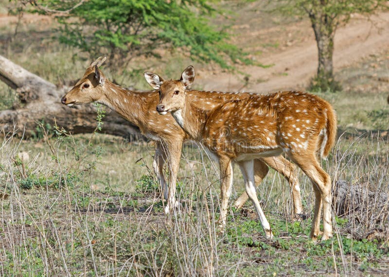 Spotted deer, Axis axis grazing in the forest of Ranthambhore, Rajasthan, india. Spotted deer, Axis axis grazing in the forest of Ranthambhore, Rajasthan, india