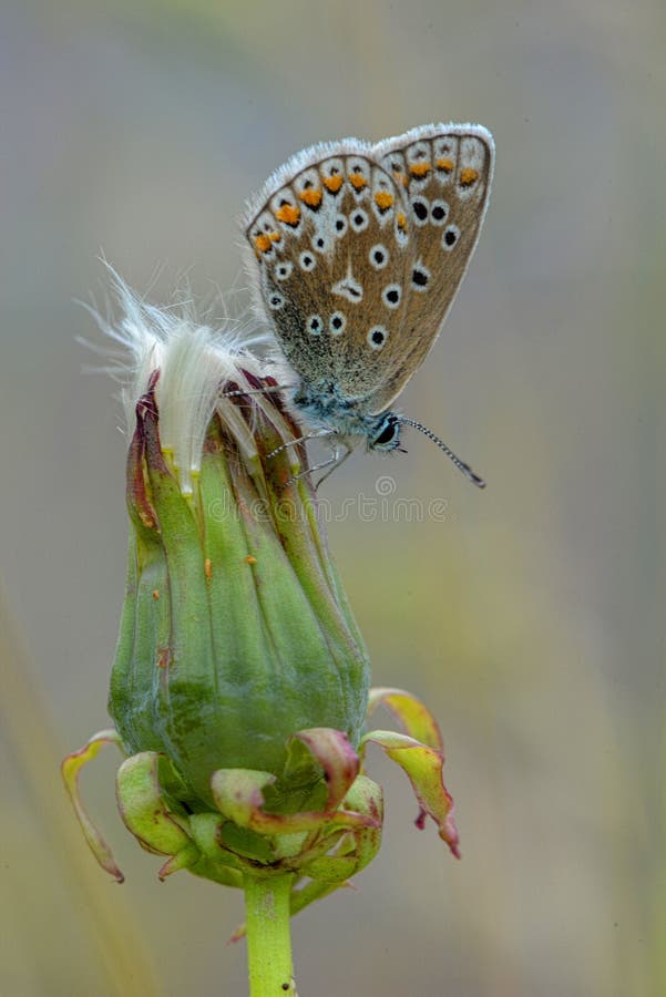 The common blue butterfly Polyommatus icarus is a butterfly in the family Lycaenidae and subfamily Polyommatinae. The common blue butterfly Polyommatus icarus is a butterfly in the family Lycaenidae and subfamily Polyommatinae.