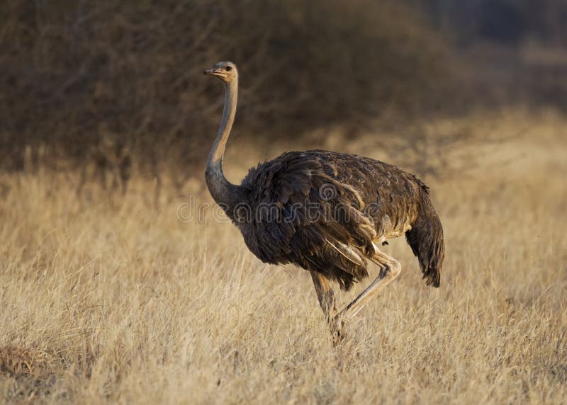 Female common ostrich Struthio camelus