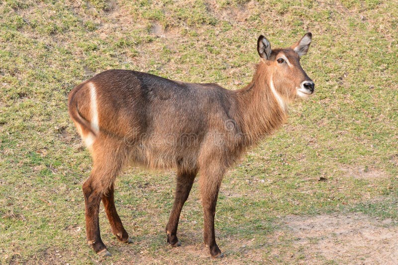 Female Common Waterbuck or Ellipsen waterbuck (Kobus ellipsiprymnus) royalty free stock images Female Common Waterbuck or Ellipsen waterbuck (Kobus ellipsiprymnus) royalty free stock images