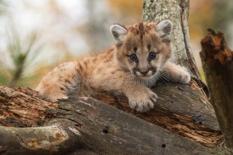 optocht hoofdstad knelpunt Female Cougar Kitten Puma Concolor Perched in Tree Stock Photo - Image of  mountain, outdoors: 120996032