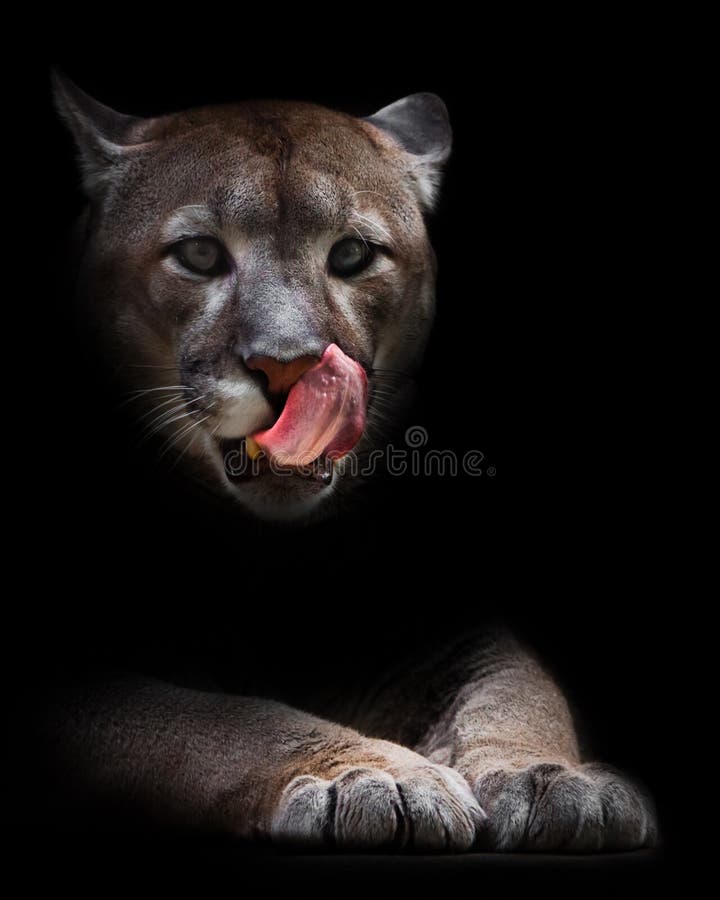 A female cougar puma peeps out of the darkness and greedily predatoryly licks its face with its red tongue, dreaming of