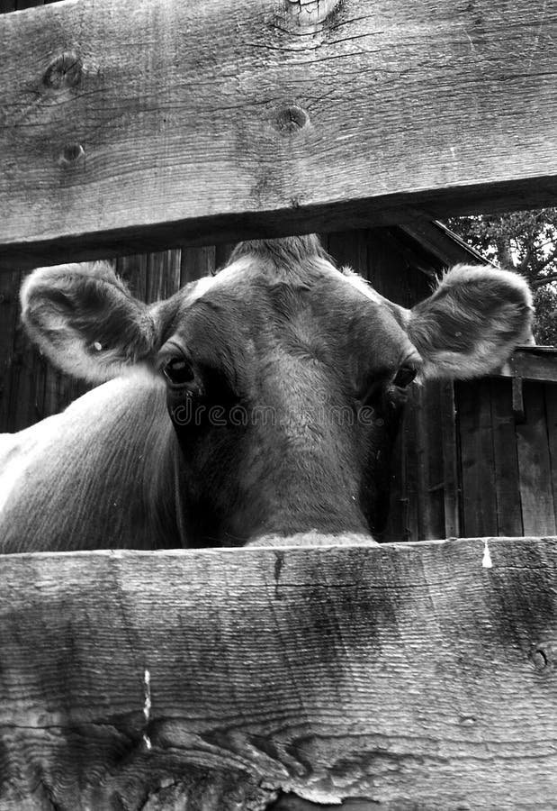 Female Cow In Black And White Picture. Image 2772108