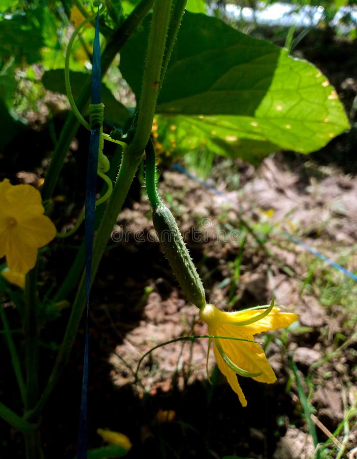 Female Cucumber Flowers Will Bear Fruit Stock Photo Image of insect