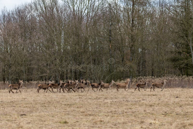 Female Deer in a Clearing Near the Forest Stock Image Image of nature