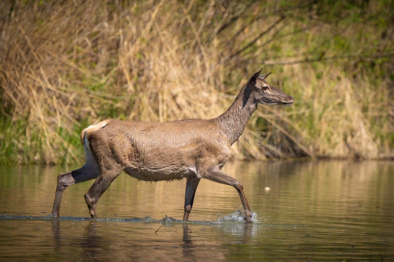 Female deer crossing water stream