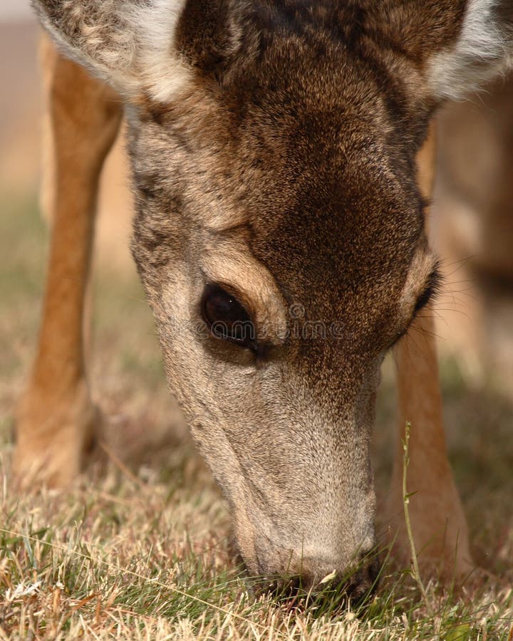 Female Deer Feeding stock image. Image of mammal, deer 27934355