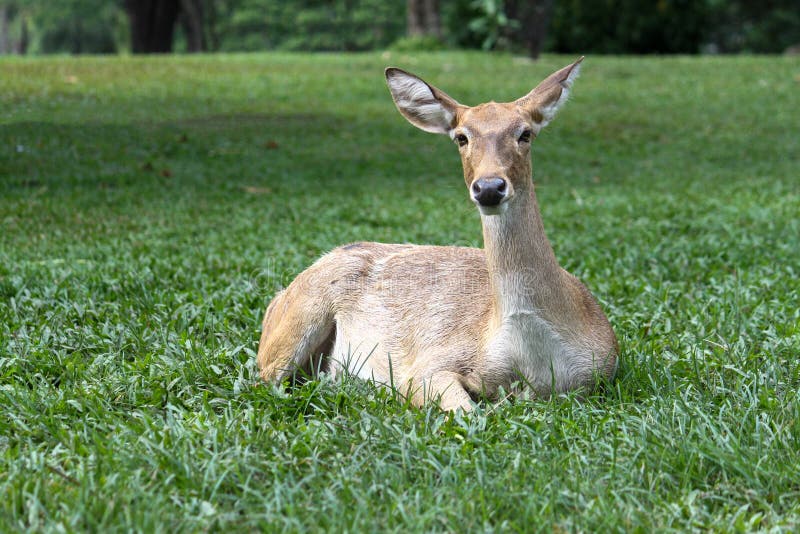 Female Deer Sit Down in Garden at Thailand Stock Photo Image of life