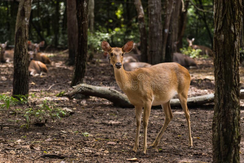 A Female Deer Stands in the Forest Looking at the Camera Stock Photo